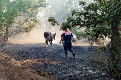 Edirne Jandarma, Lalapaşa'da yangında hayvanları kurtardı